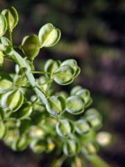 Penízek prorostlý (Thlaspi perfoliatum L.)