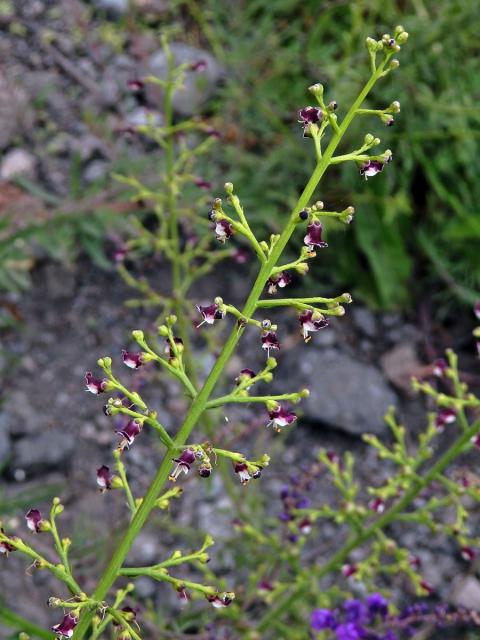 Krtičník psí (Scrophularia canina L.)