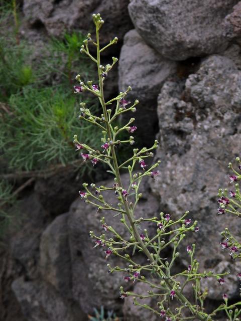 Krtičník psí (Scrophularia canina L.)