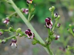 Krtičník psí (Scrophularia canina L.)