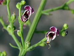 Krtičník psí (Scrophularia canina L.)