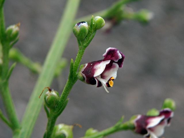 Krtičník psí (Scrophularia canina L.)