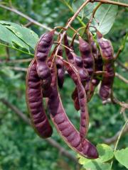 Trnovník akát (Robinia pseudoacacia L.)