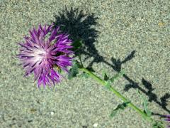 Chrpa (Centaurea sphaerocephala L.)