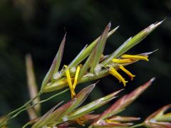 Sveřep větevnatý (Bromus ramosus Huds.)