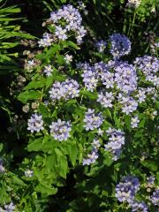 Zvonek (Campanula lactiflora Bieb.)