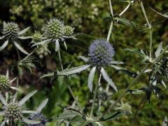 Máčka plocholistá (Eryngium planum L.)