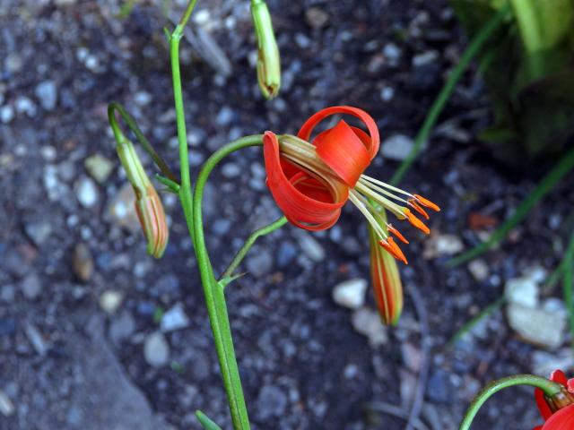 Lilie (Lilium callosum Siebold & Zucc.)