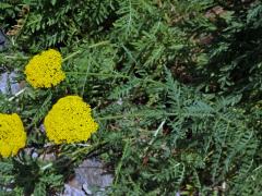 Řebříček tužebníkovitý (Achillea filipendulina Lam.)