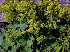 Kontryhel měkký (Alchemilla mollis (Buser) Rothm.)