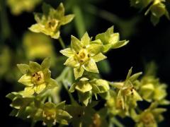 Kontryhel měkký (Alchemilla mollis (Buser) Rothm.)