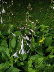 Bohyška jitrocelová (Hosta plantaginea (Lam.) Asch.)