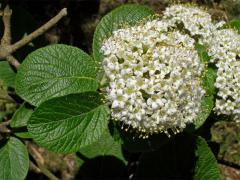 Kalina tušalaj (Viburnum lantana L.)
