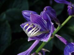 Bohyška modrofialová (Hosta ventricosa Stearn)