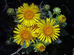 Oman tavolníkolistý (Inula spiraeifolia L. )