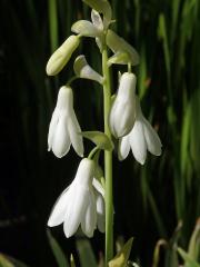 Litoška bělostná (Galtonia candicans (Baker) Decne.)