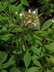 Polanisia tachysperma Torr. & A. Gray