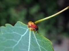 Hálky vlnovníka různotečného Eriophyes diversipunctatus, topol osika