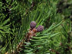 Borovice blatka (Pinus mugo nothosubsp. rotundata  (Link) Janchen & Neumayer)