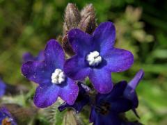 Pilát lékařský (Anchusa officinalis L.)