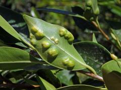 Hálky blanokřídlé Josephiella microcarpae na fíkovníku maloplodém (Ficus microcarpa L. f.)