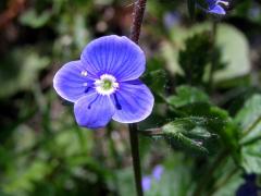 Rozrazil rezekvítek (Veronica chamaedrys L.)