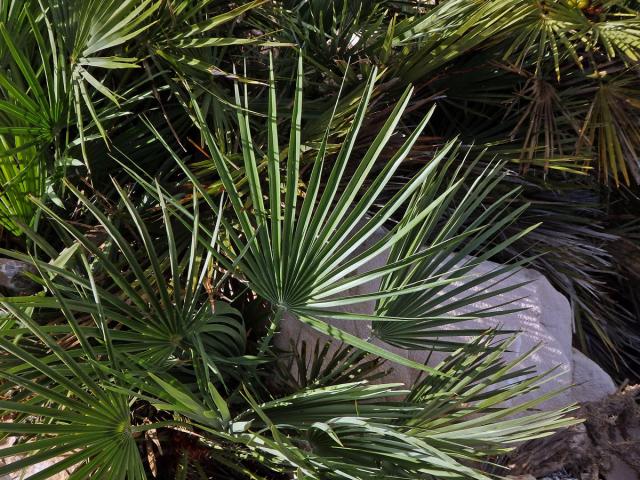 Žumara nízká (Chamaerops humilis L.)