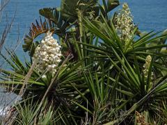 Juka (Yucca gigantea Lem.)