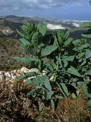 Tabák (Nicotiana glauca Graham)