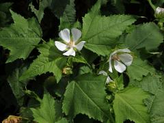 Proskurnice révolistá (Kitaibelia vitifolia Willd.)