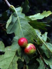 Hálky žlabatky dubové (Cynips quercusfolii)