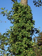 Chmel otáčivý (Humulus lupulus L.)