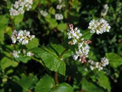 Pohanka tatarská (Fagopyrum tataricum (L.) Gaertn.)