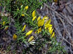 Hlodáš drobnokvětý (Ulex parviflorus Loscos & Pardo)