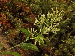 Kladivník noční (Cestrum nocturnum L.)