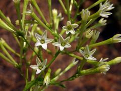 Kladivník noční (Cestrum nocturnum L.)