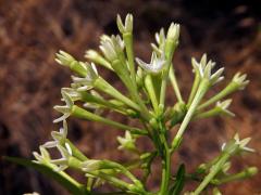 Kladivník noční (Cestrum nocturnum L.)