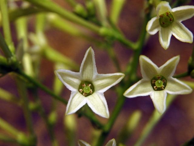 Kladivník noční (Cestrum nocturnum L.)