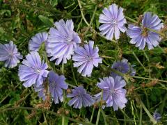 Čekanka (Cichorium L.)