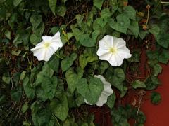 Povijnice bílá (Ipomoea alba L.)