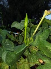 Povijnice bílá (Ipomoea alba L.)