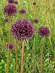 Česnek kulatohlavý (Allium sphaerocephalon L.)    