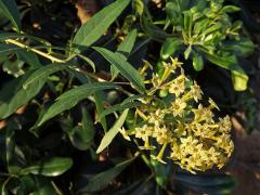 Cestrum parqui L'Hér.