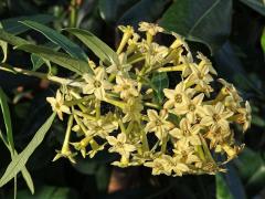 Cestrum parqui L'Hér.