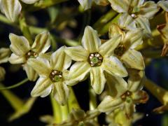 Cestrum parqui L'Hér.