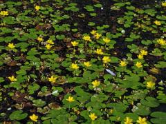 Plavín štítnatý (Nymphoides peltata (S. G. Gmel.) O. Kuntze)