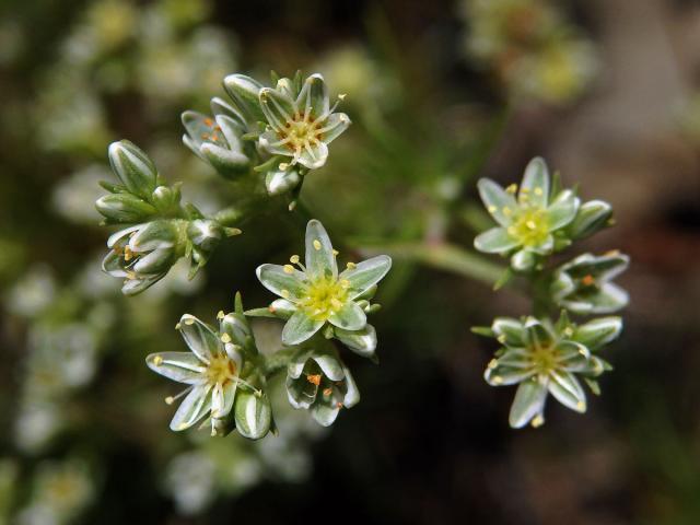 Chmerek vytrvalý (Scleranthus perennis L.)