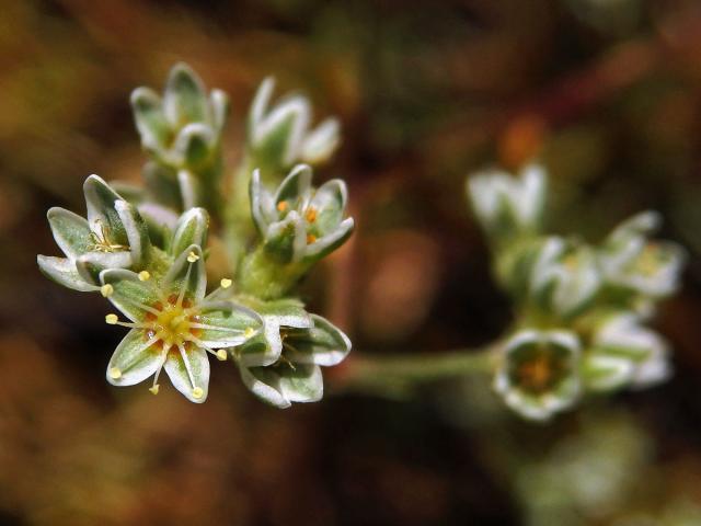 Chmerek vytrvalý (Scleranthus perennis L.)