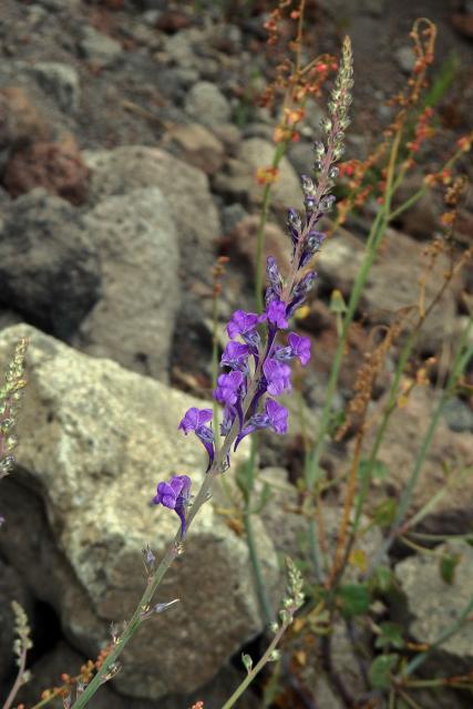 Lnice (Linaria purpurea (L.) Mill.)