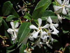 Jasmínovník vonný (Trachelospermum jasminoides (Lindl.) Lem.)